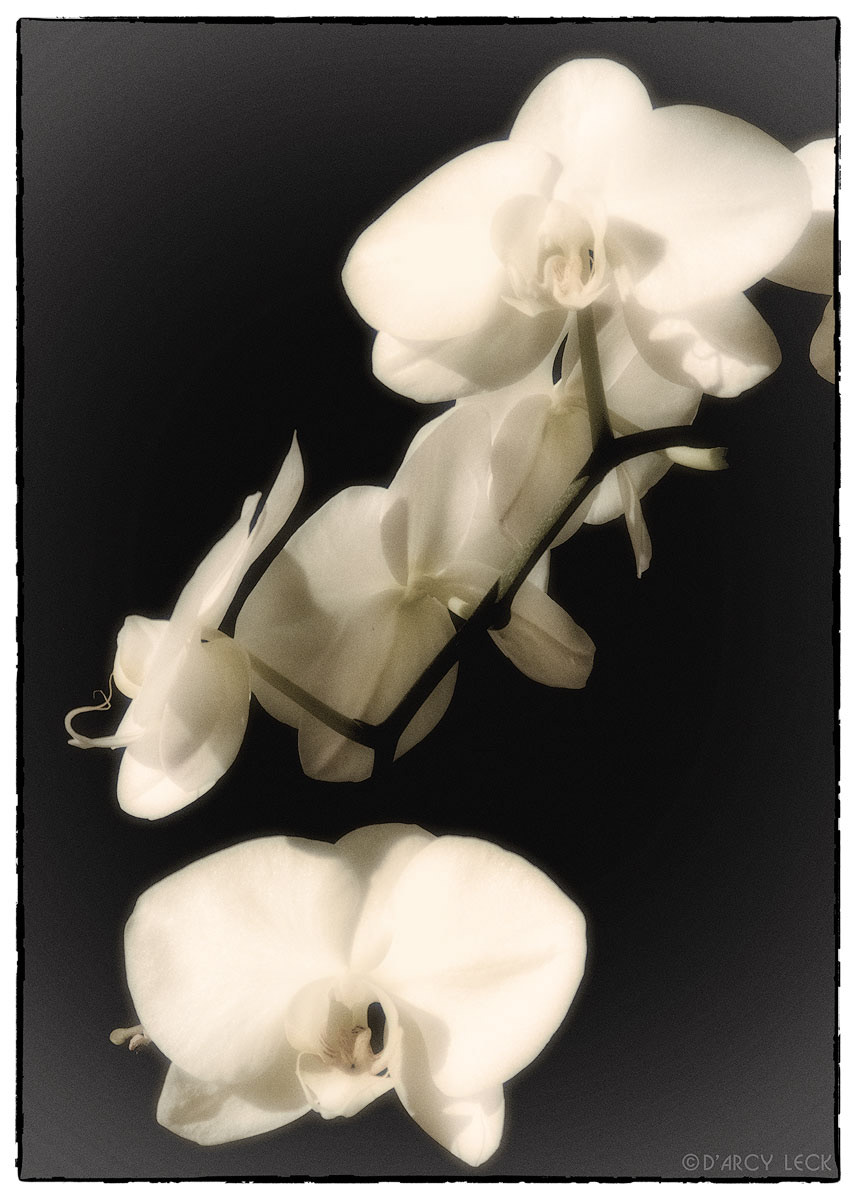 White orchid flowers in sunlight
