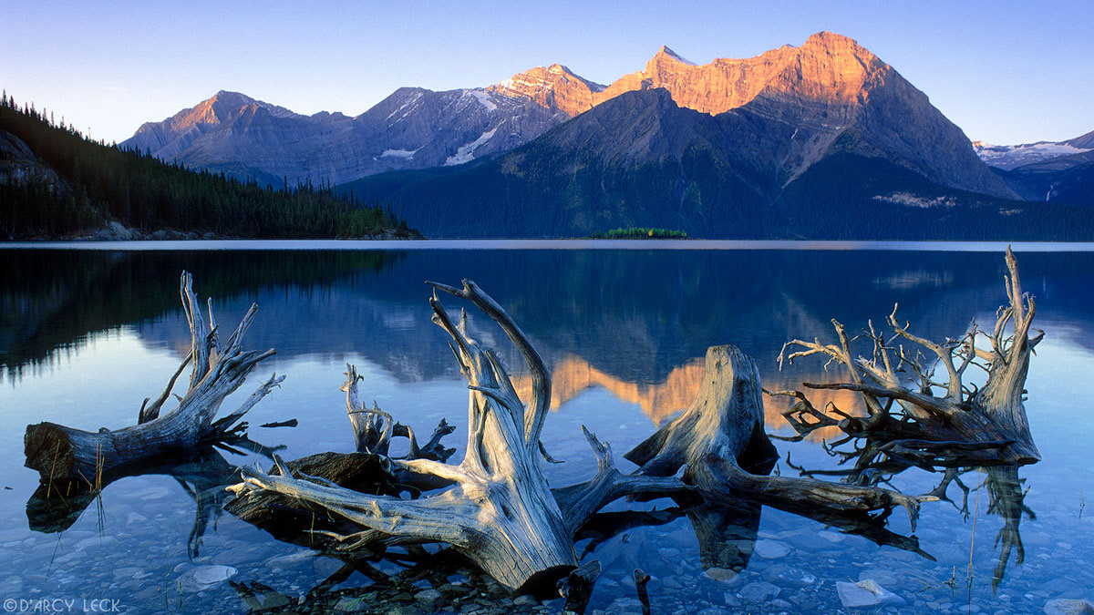 Deadwood in Upper Kananaskis Lake with Mt. Sarrail and Mt. Koch in distance at sunrise, Alberta, Canada