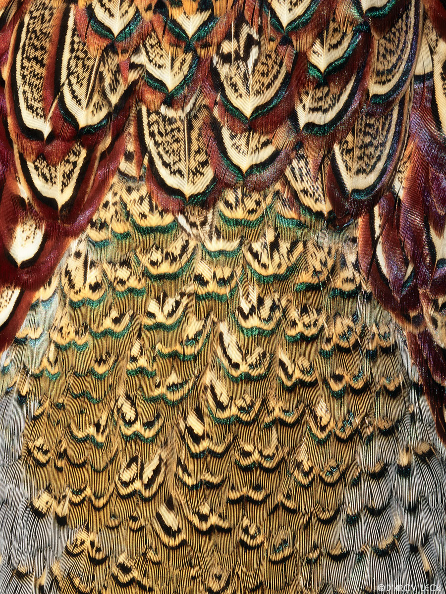 Cock Pheasant feathers