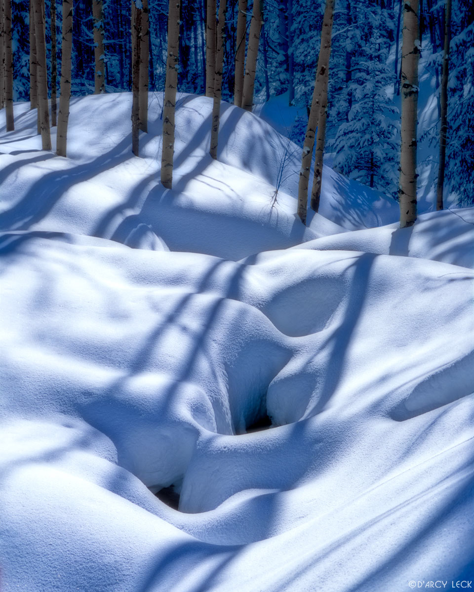 Fresh snowfall and aspen trees along Tesuque Creek, Sangre de Cristo Mountains, New Mexico