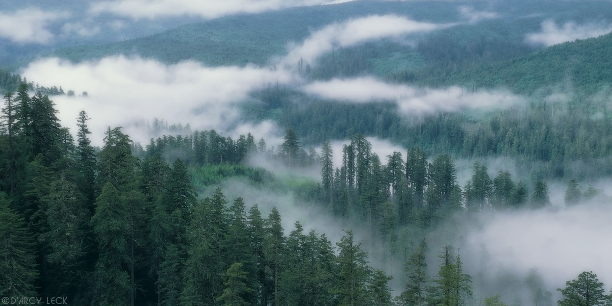 Patchy fog rolls over redwood forest in Redwood Creek Valley, Redwood National Park, California