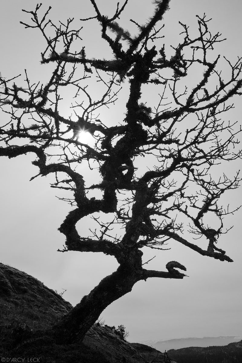 Silhouette of scrub Oak tree on Vancouver Island, British Columbia