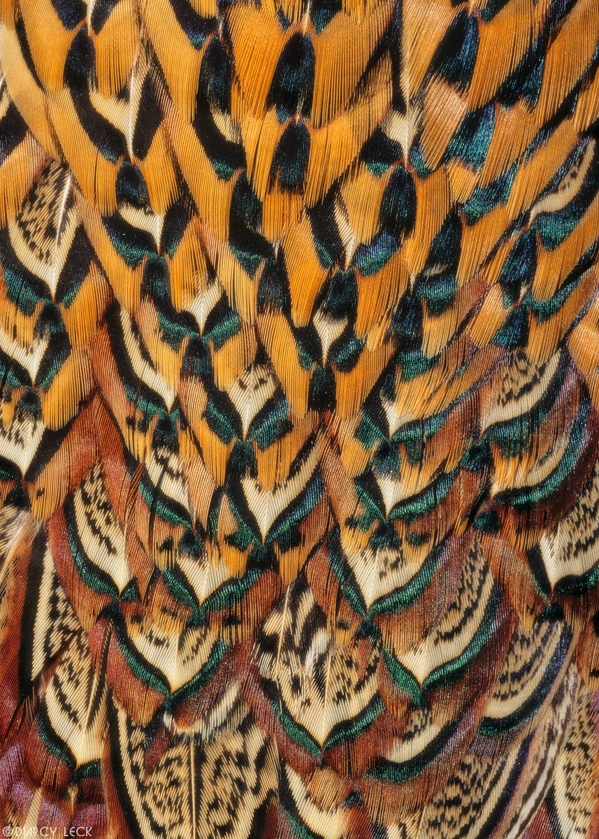 Cock Pheasant feathers