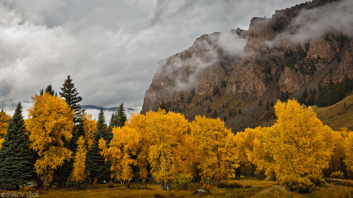 Cottonwood trees with autumn foliage stand in meadow after rain storm below the cloud enshrouded Rio Grande Palisades near Wagon Wheel Gap, Colorado