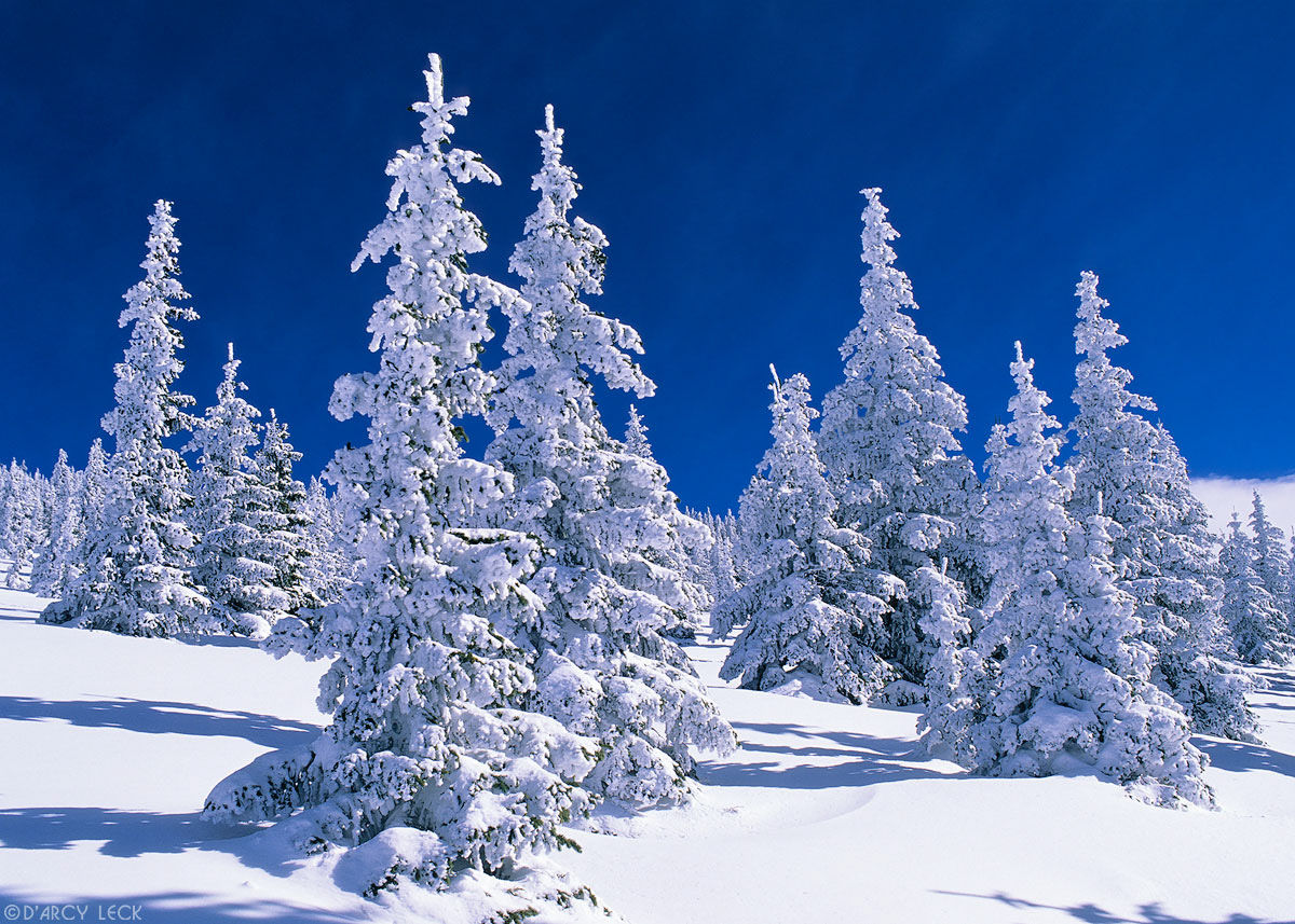 Snow covered trees near top of Tesuque Peak in the Santa Fe National Forest, New Mexico, USA