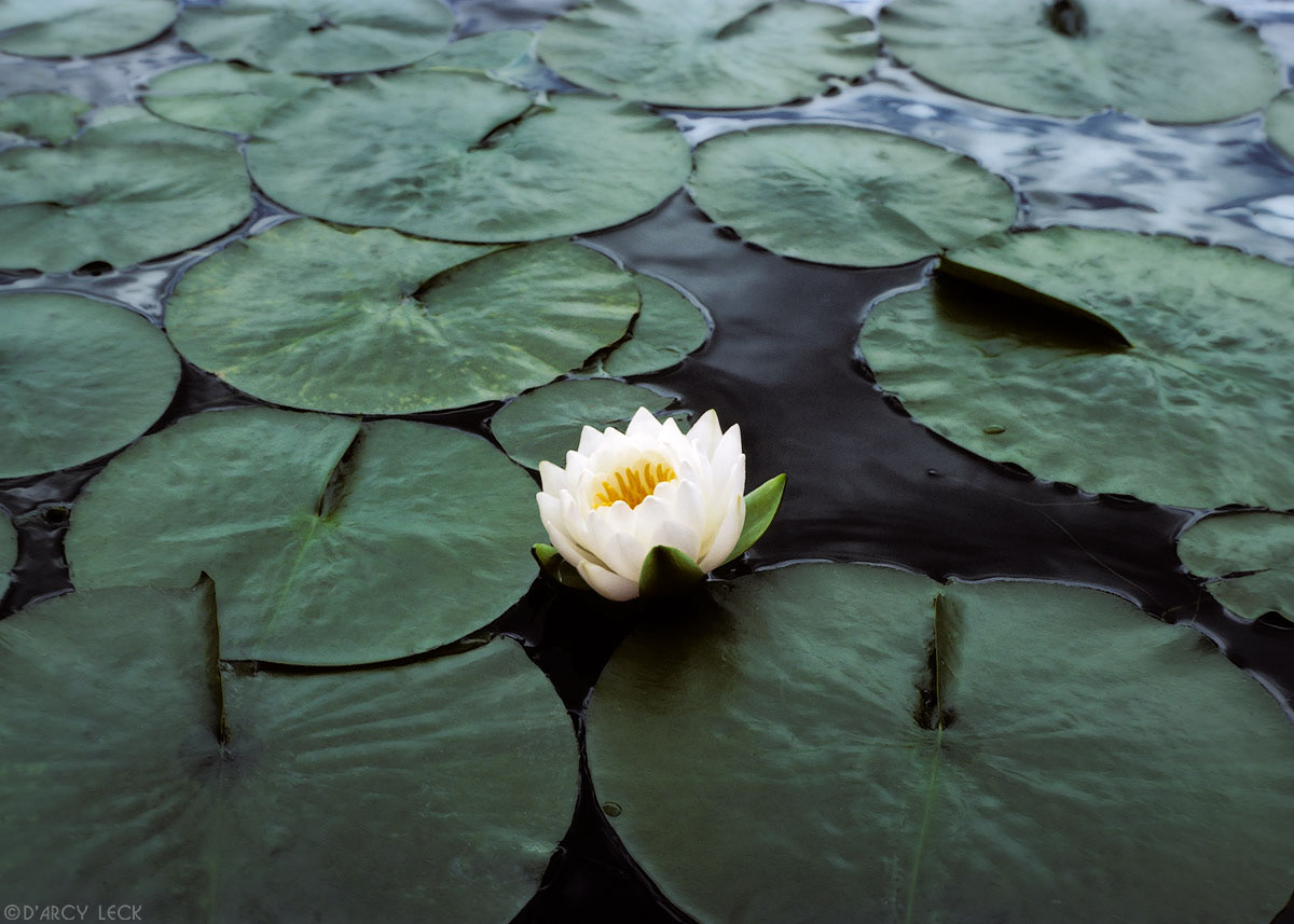 White and yellow water lily blossom in sea of lily pads