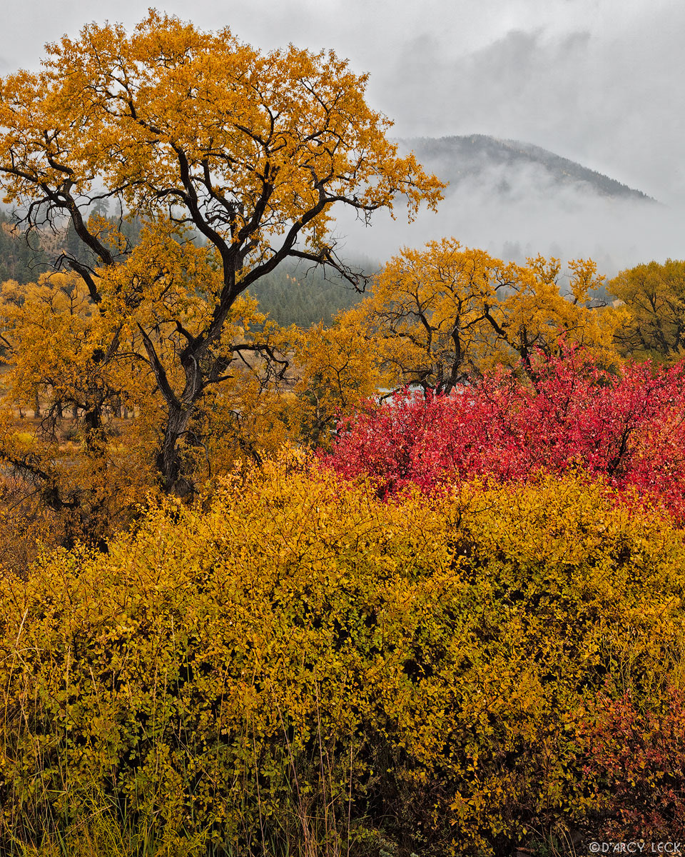 Bushes and cottonwood trees with autumn foliage in the Rio Grande River valley with rain clouds swirling around the Rio Grande Pallisades in distance, Colorado