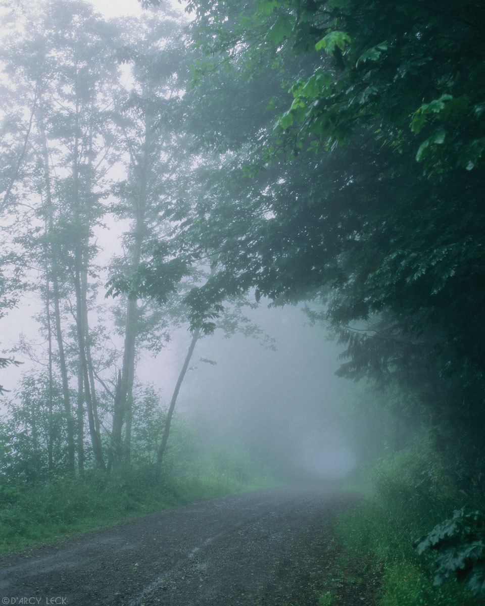 Dirt road fades into trees and fog, Washington