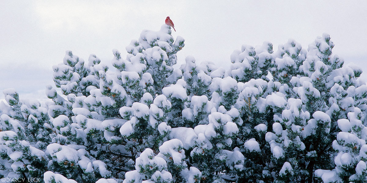 Red Bird in a Pinon Pine tree after fresh snowfall in winter, New Mexico