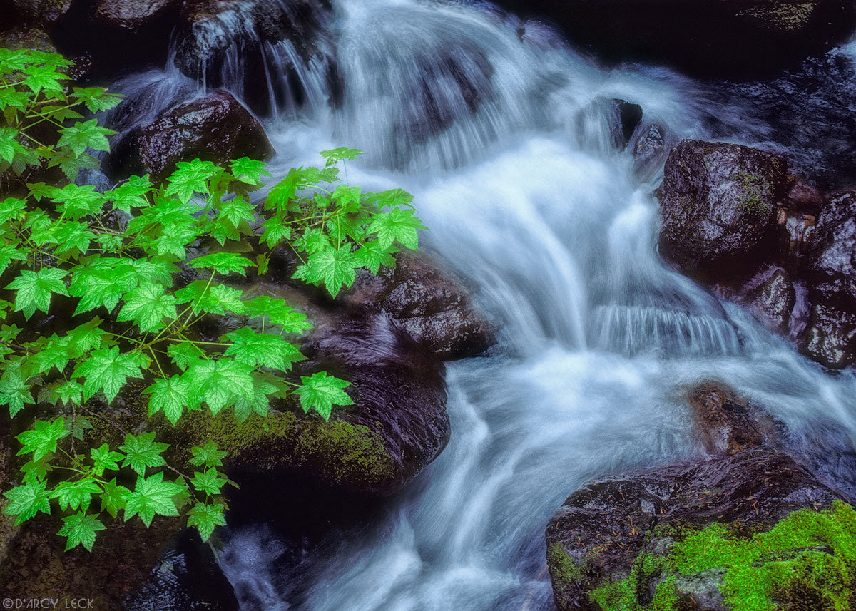 Water of small stream tumbles over rocks on Mount Rainier, Washington