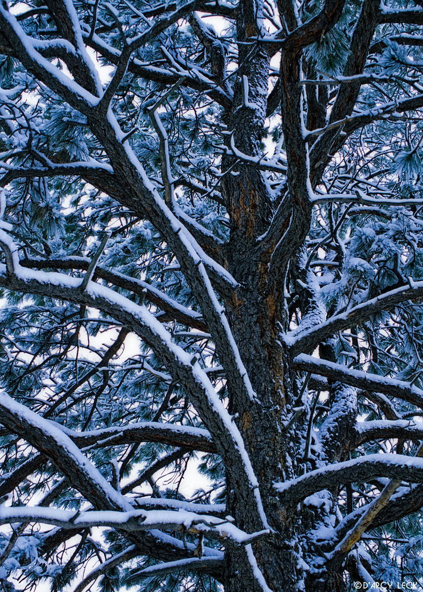 Ponderosa Pine branches covered with new snow, New Mex