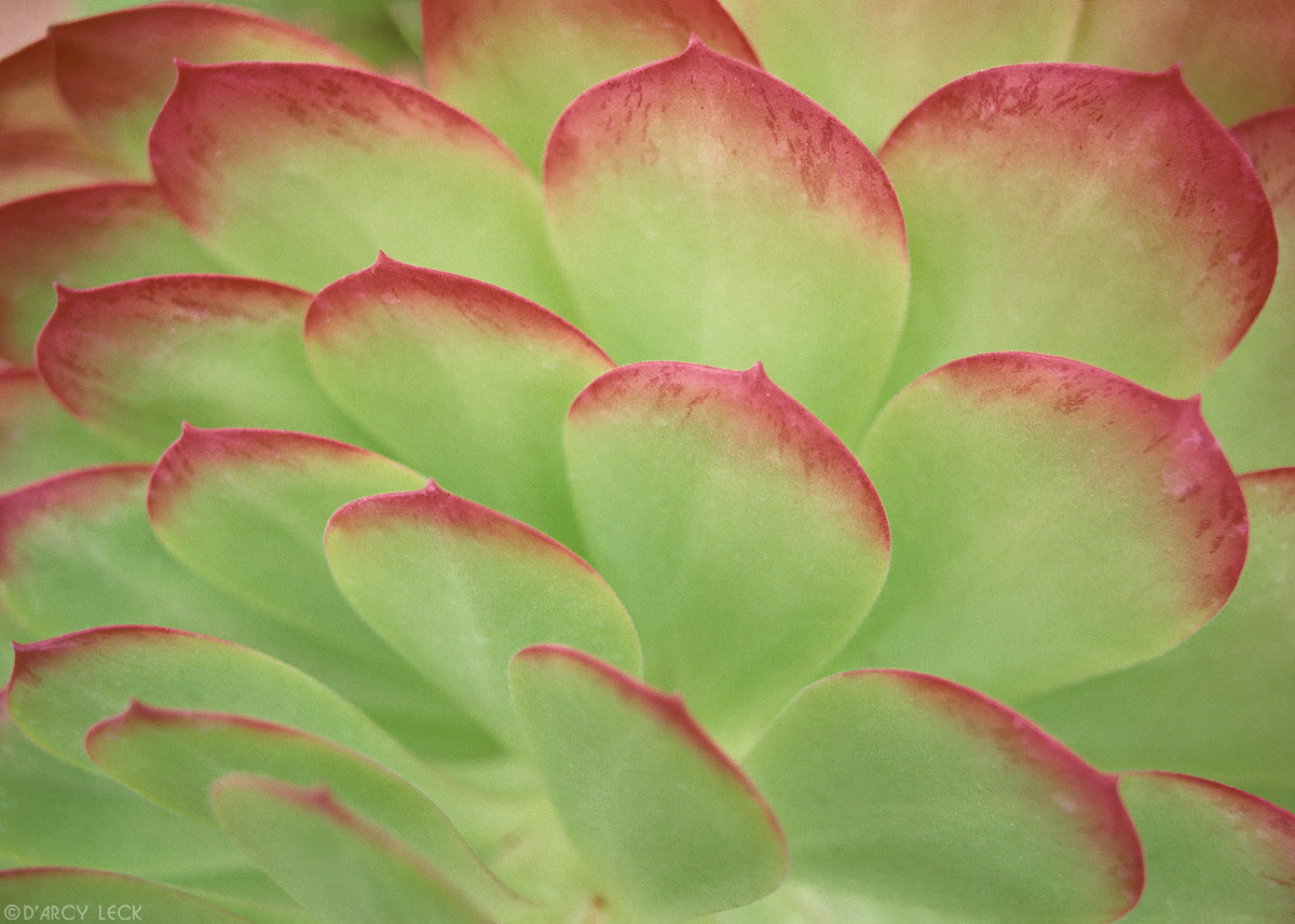 Close up of red-tipped cactus plant
