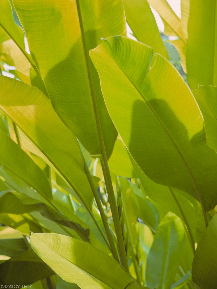 Back-lighted Travelers Palm fronds, Oahu, Hawaii