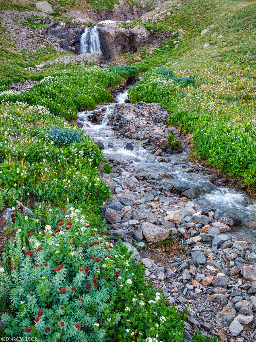 Waterfall and stream tumble through alpine wildflowers in American Basin in July, Colorado