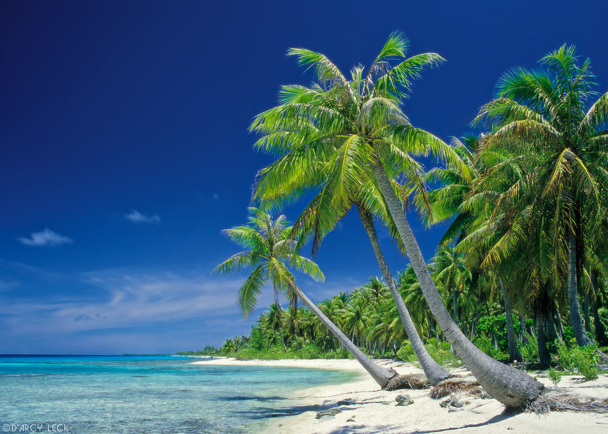 Coconut Palm trees along sand beach and lagoon, Rangiroa, French Polynesia