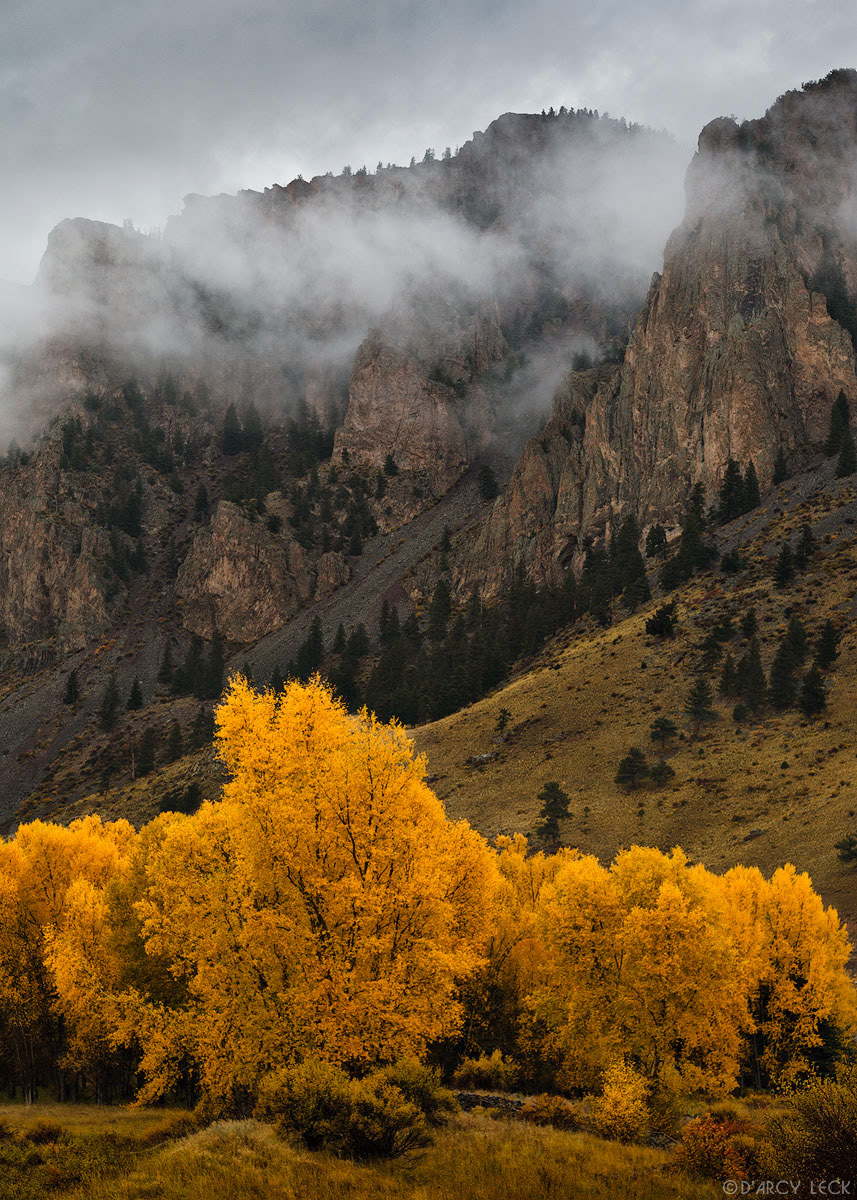 Cottonwood trees with autumn foliage stand in meadow after rain storm below the cloud enshrouded Rio Grande Palisades near Wagon Wheel Gap, Colorado