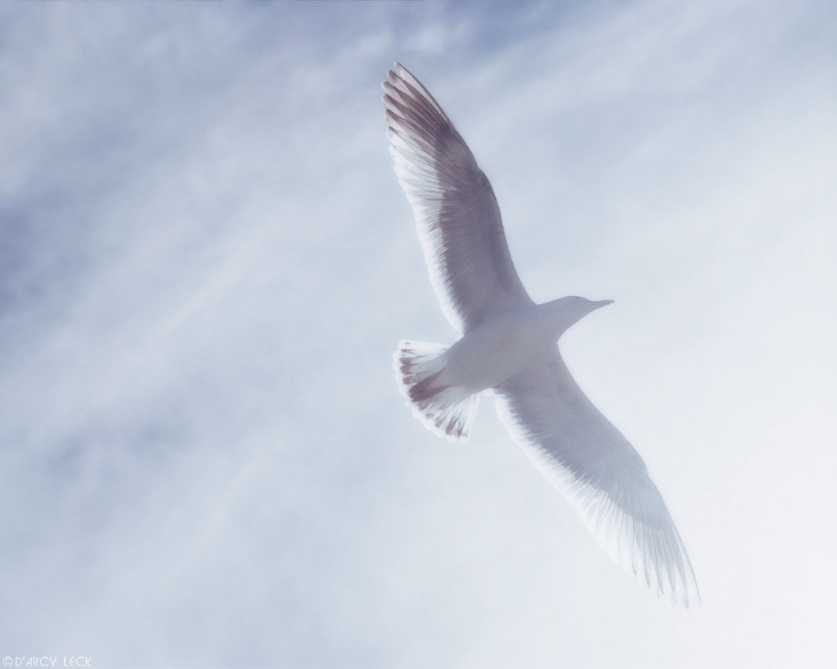 Seagull flying in sky, California