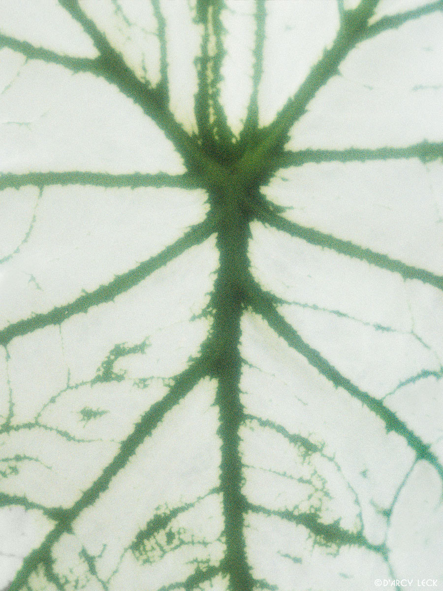White broad leaf with green veins