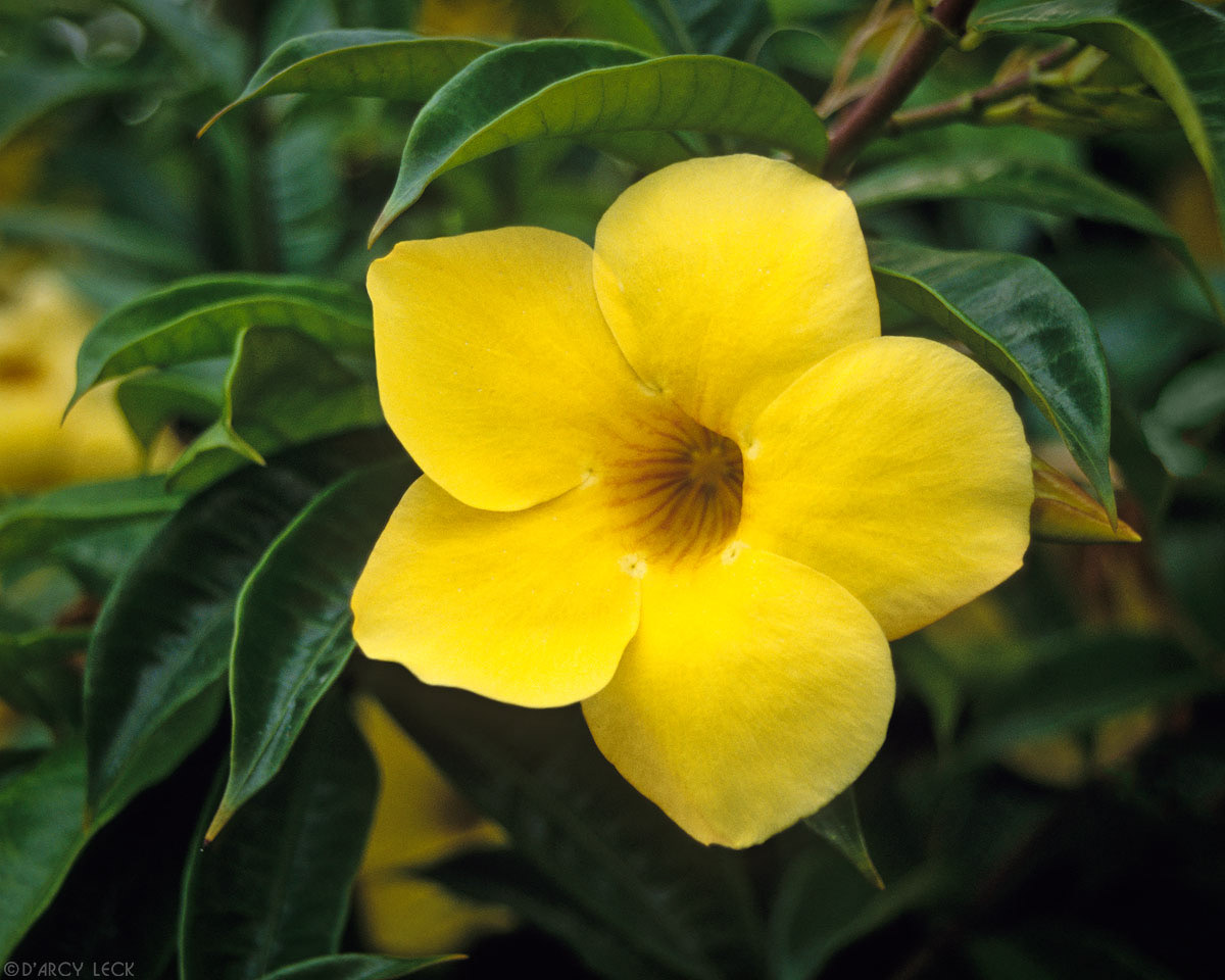 Golden Trumpet Flower, Hawaii