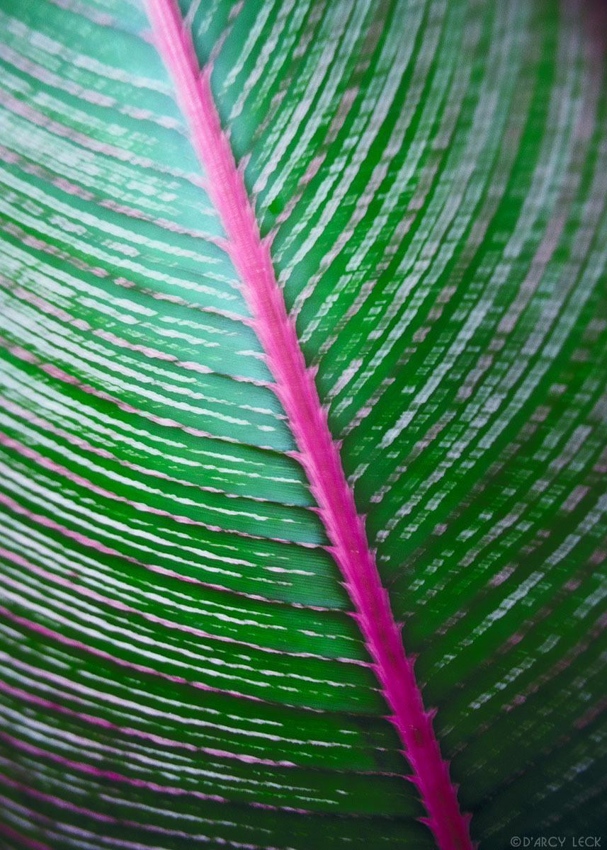 Motion blurred magenta and green variegated broadleaf