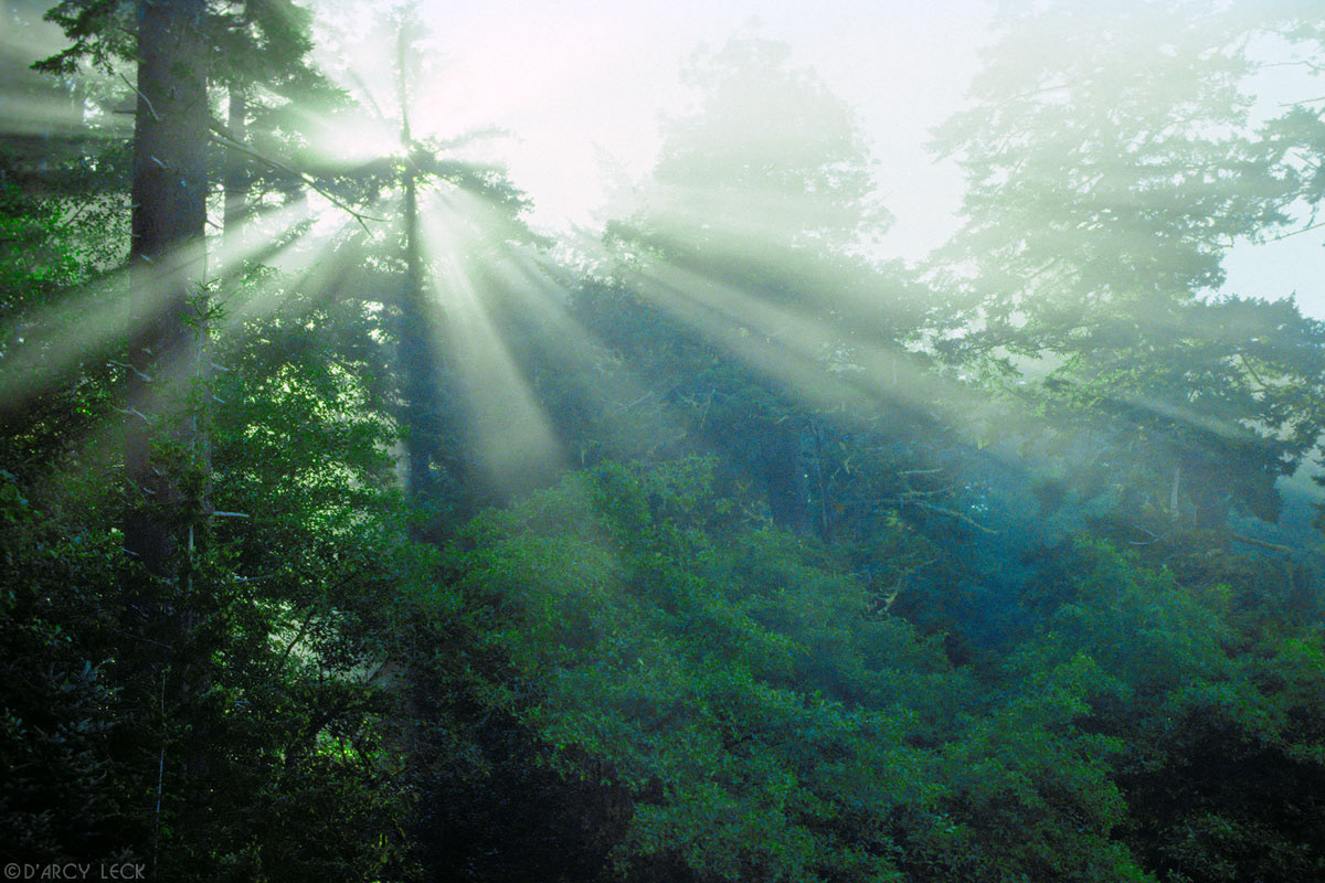 Rays of sunlight stream through fog and trees