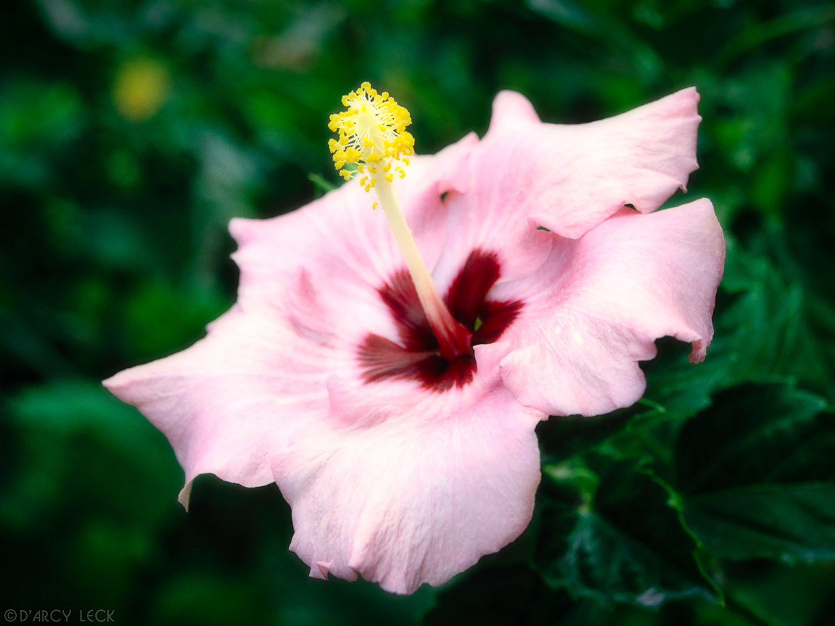 Pink Hibiscus Blossom, Hawaii