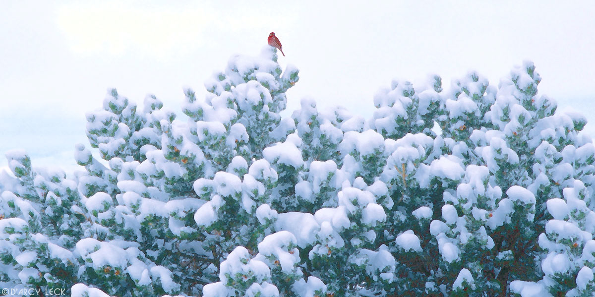 Red Bird in a Pinon Pine tree after fresh snowfall in winter, New Mexico
