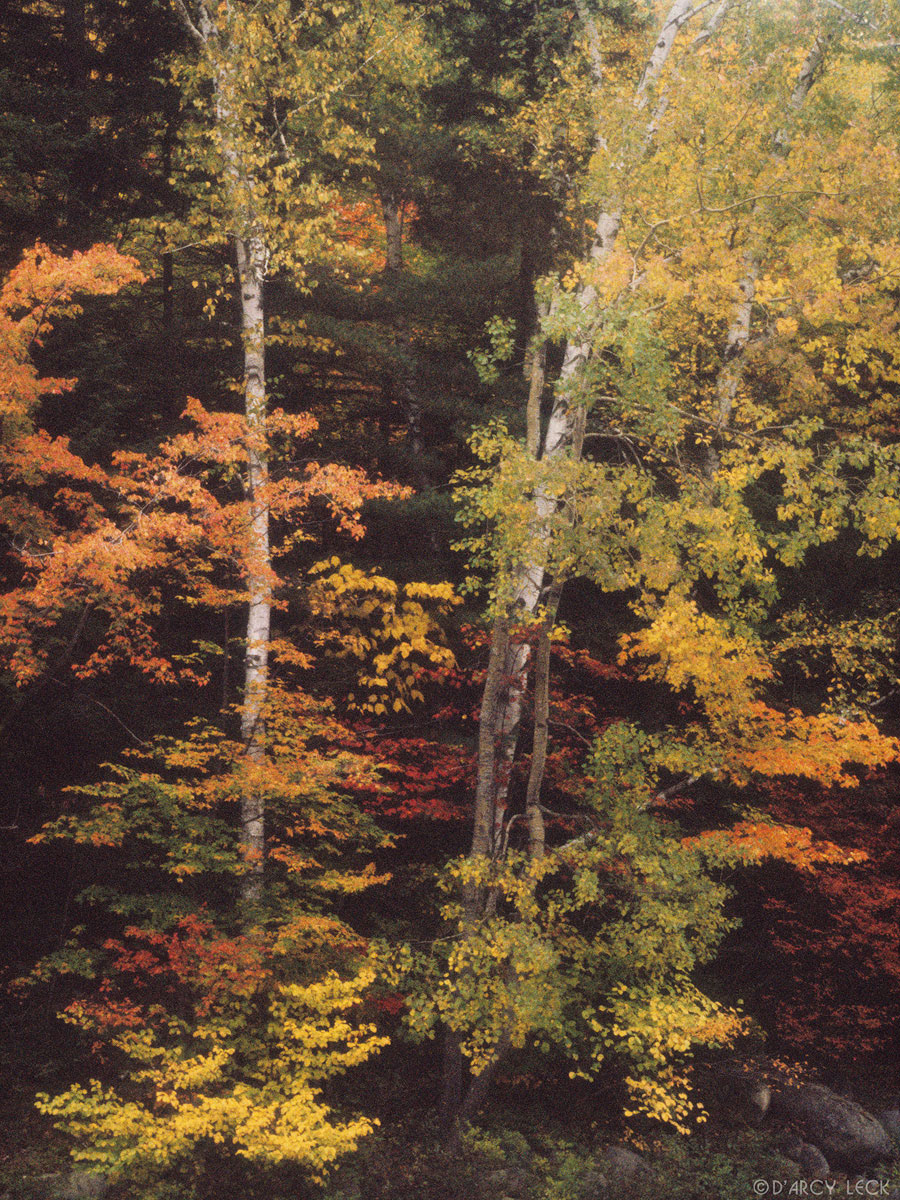 Autumn foliage along the Pemigewasset River near North Woodstock, New Hampshire