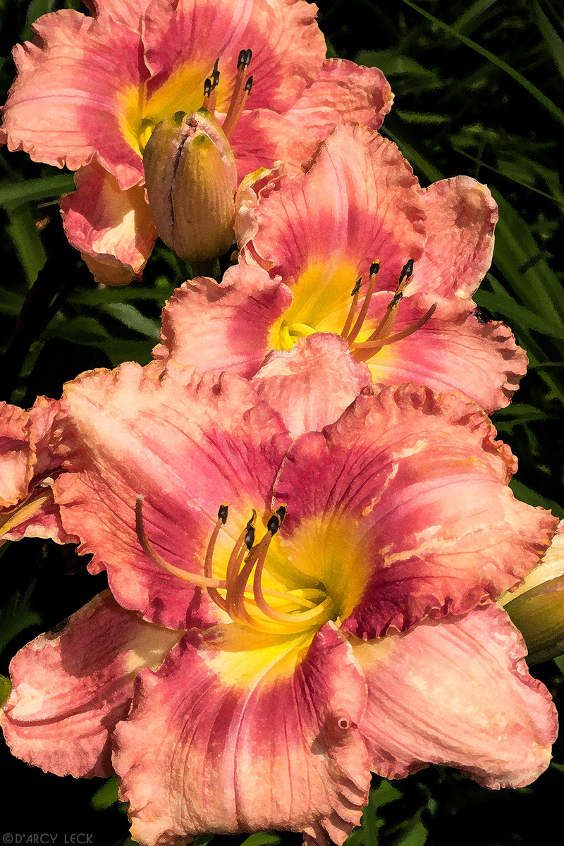 Pink frilly daylily flowers at Minnesota Arboretum