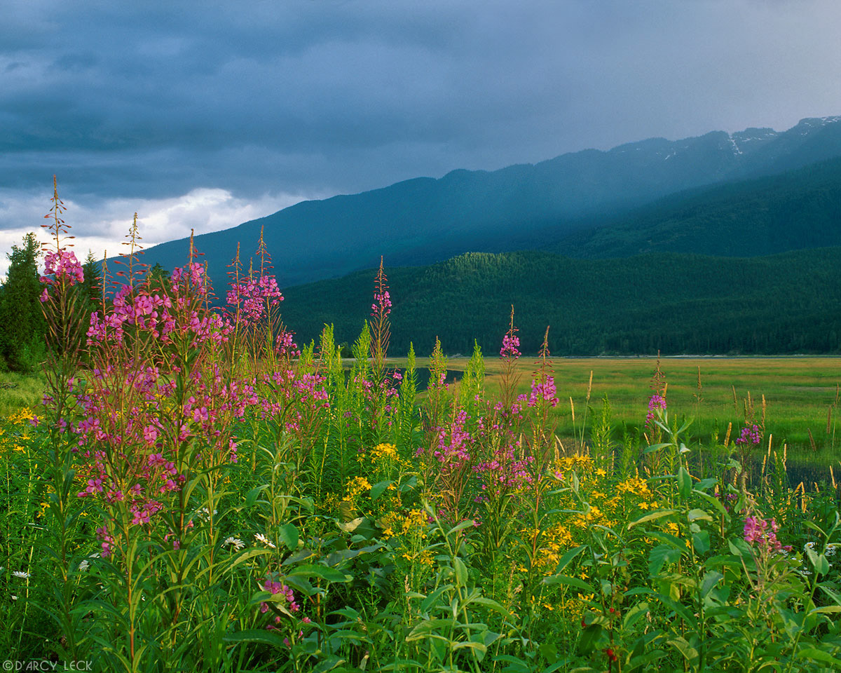 Wildflowers along Columbia River, Britsh Columbia, Canada