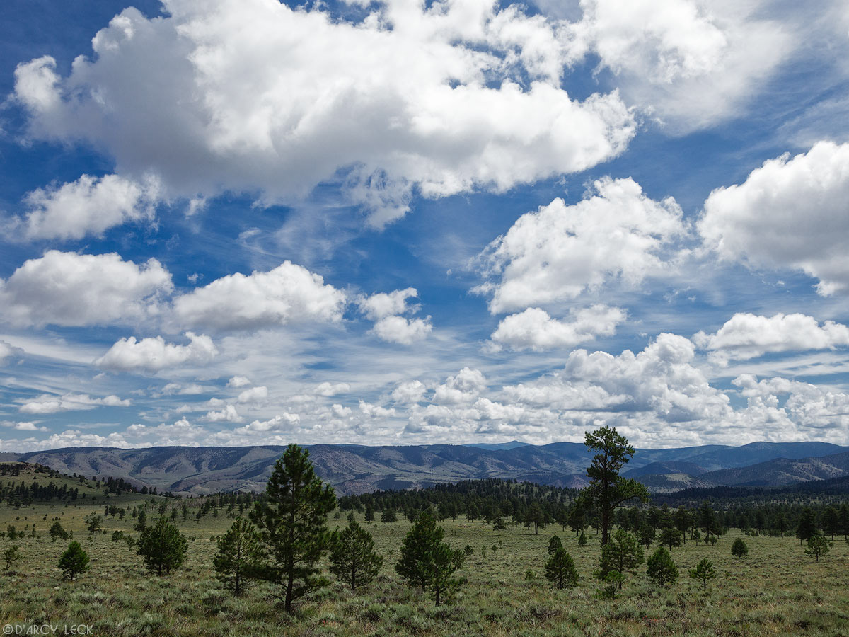 Sparsely forested chaparral under partly cloudy summer skies near Powderhorn Primitive Area, Colorado