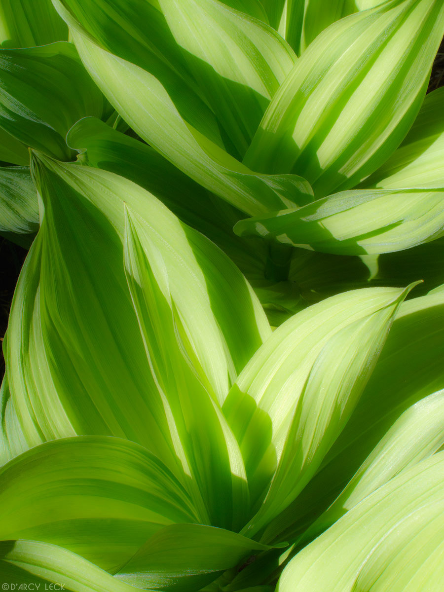 Skunk Cabbage unfurls in late Spring near Rock Creek, California