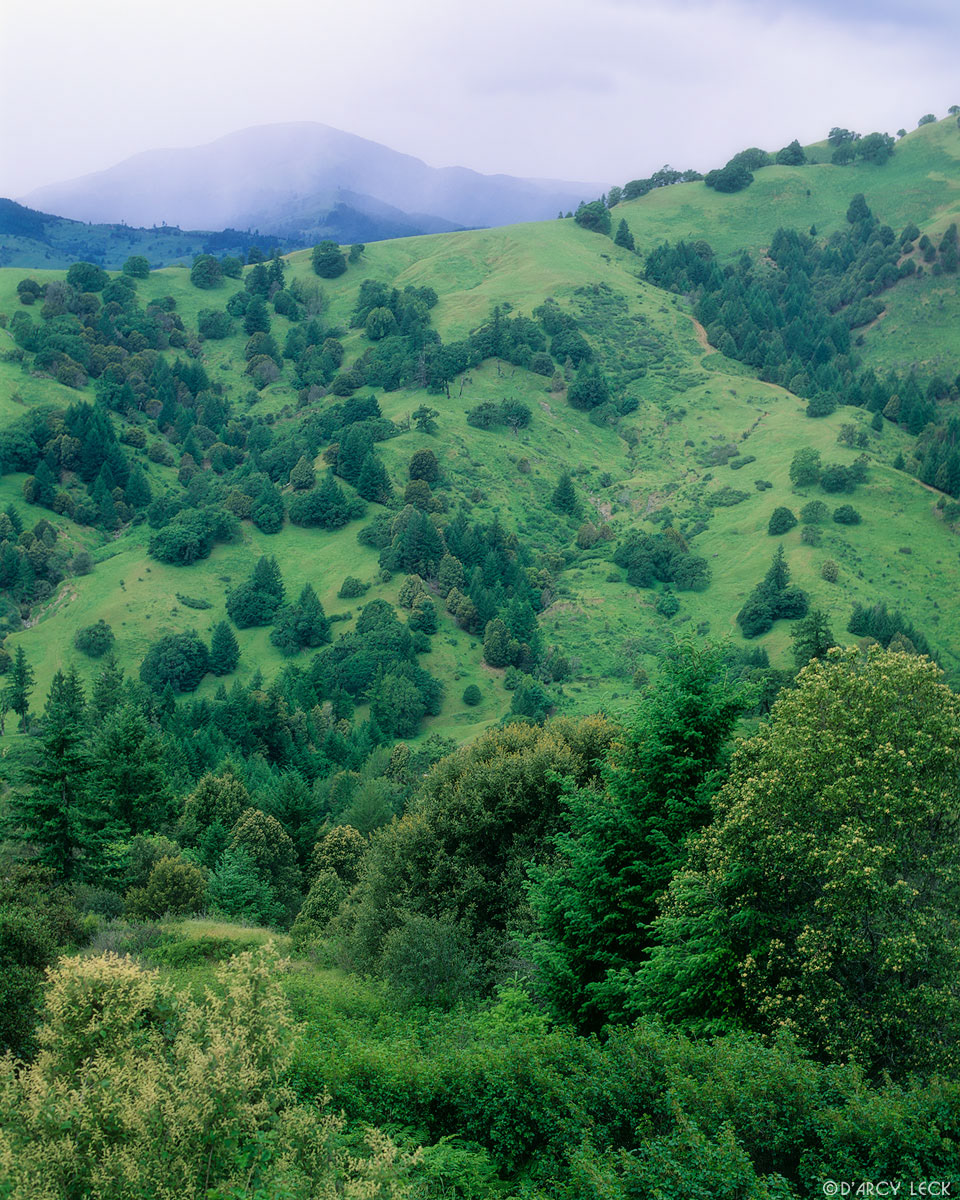 Trees populate a verdant hillside in coastal mountains near Honeydew, California