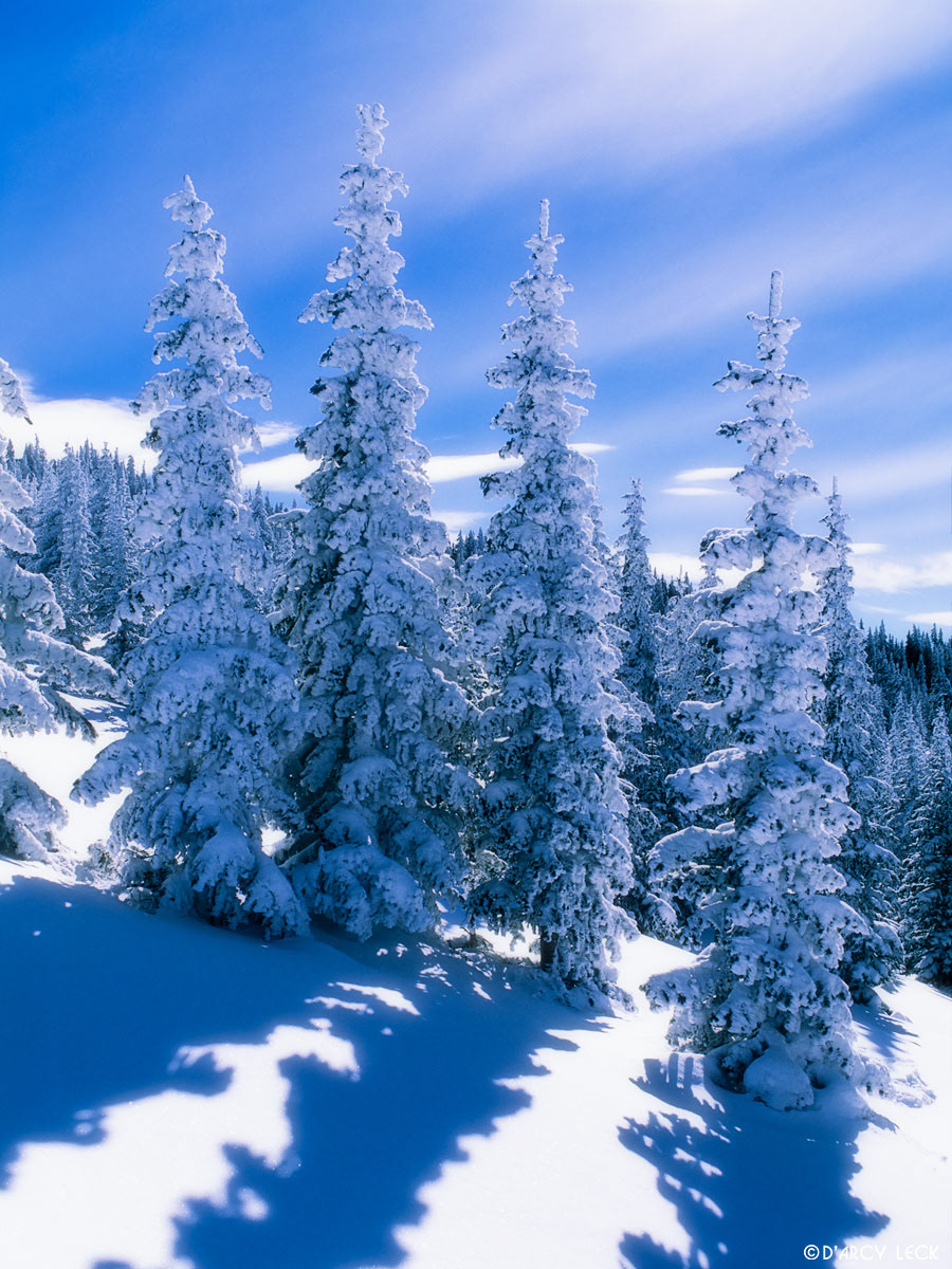 Snow covered trees near top of Tesuque Peak in the Santa Fe National Forest, New Mexico, USA