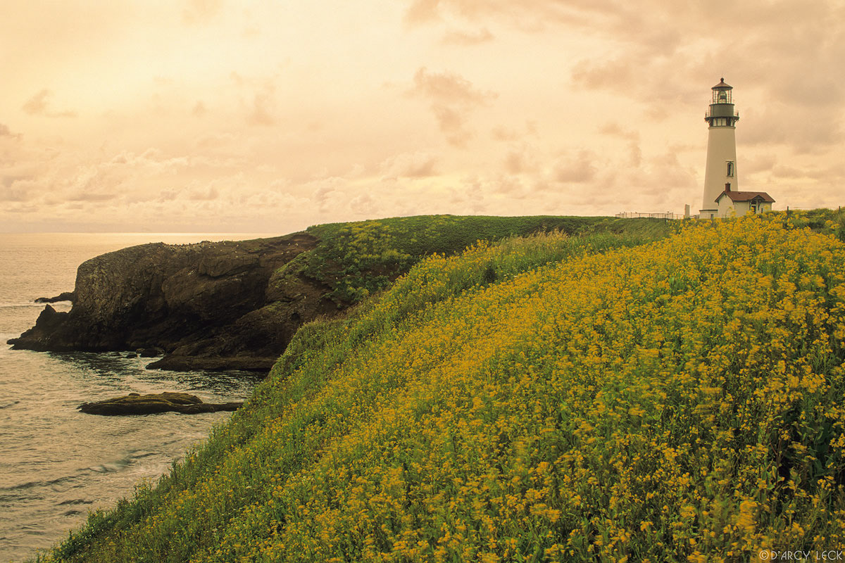 Yellow Flowers and Yaquina Head Lighthouse on Yaquina Head along Oregon coast