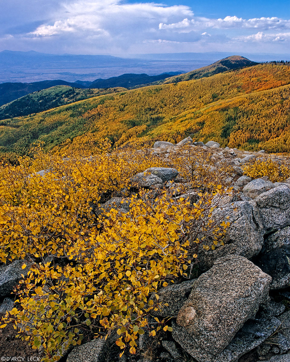 Rocks and aspen trees in autumn colors in the Santa Fe Nat'l Forest, Sangre de Cristo Mountains, New Mexico, USA