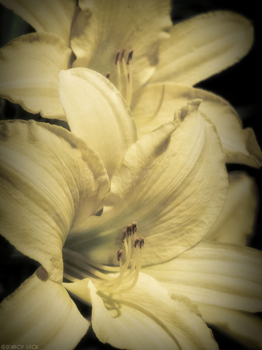 Hyperion Supreme daylily at Minnesota Arboretum