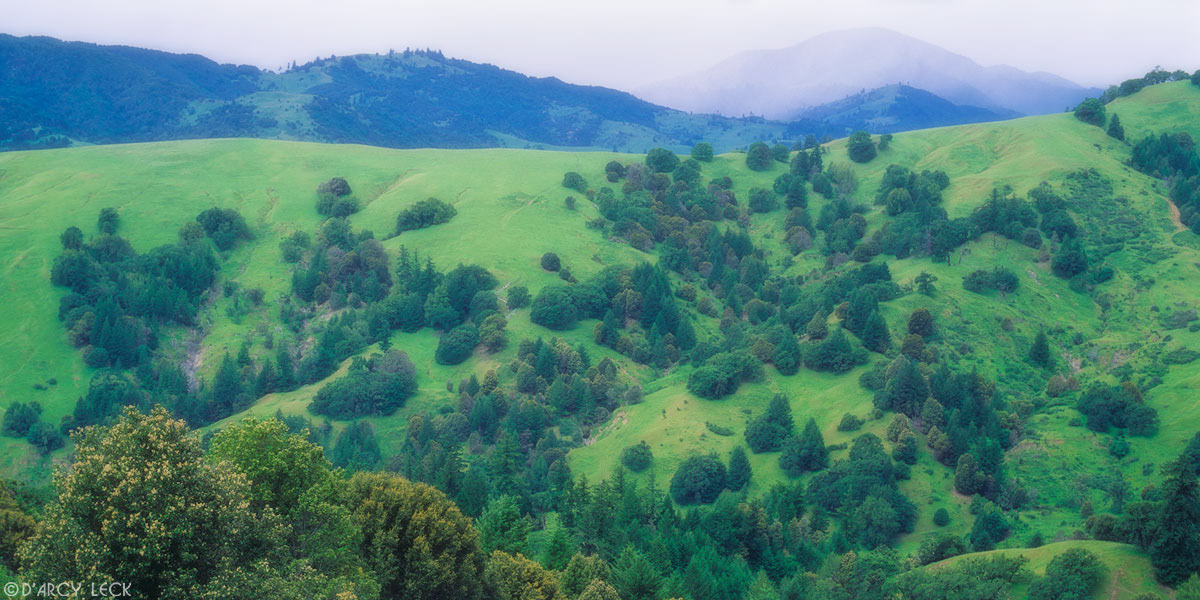 Trees populate a verdant hillside in coastal mountains near Honeydew, California