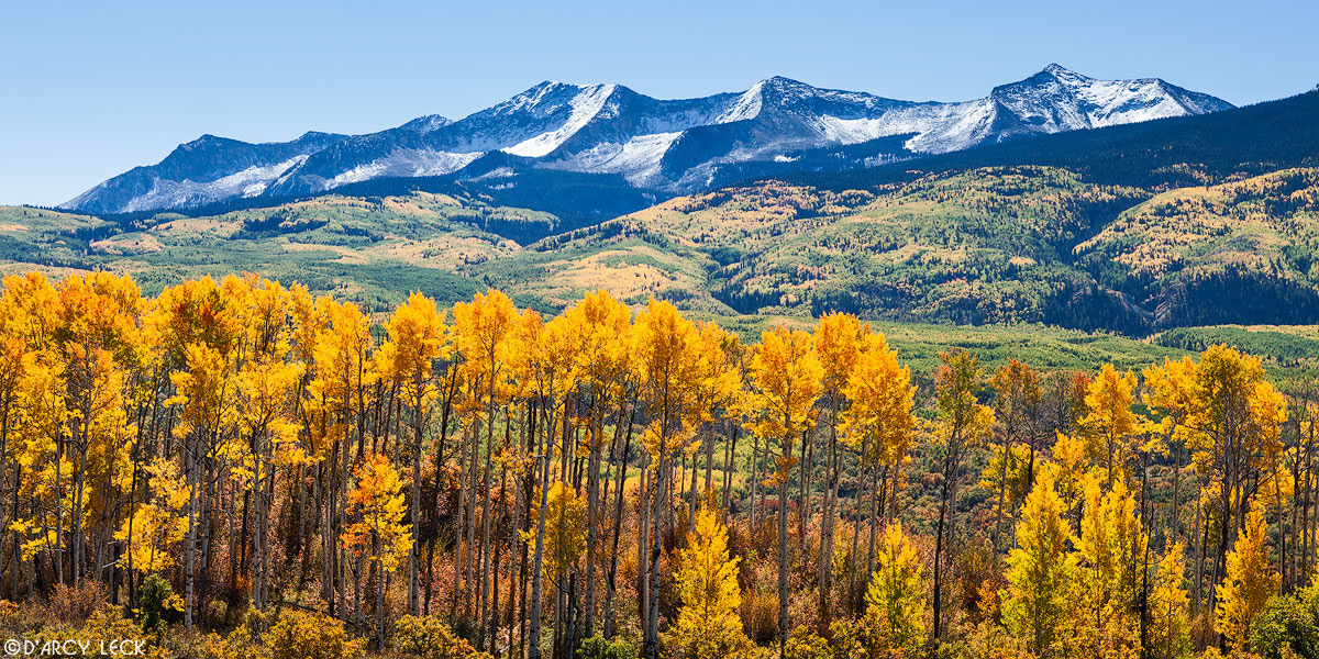 Aspen trees in autumn colors stand before snow-capped East Beckwith Mountain in the Raggeds Wilderness, Colorado