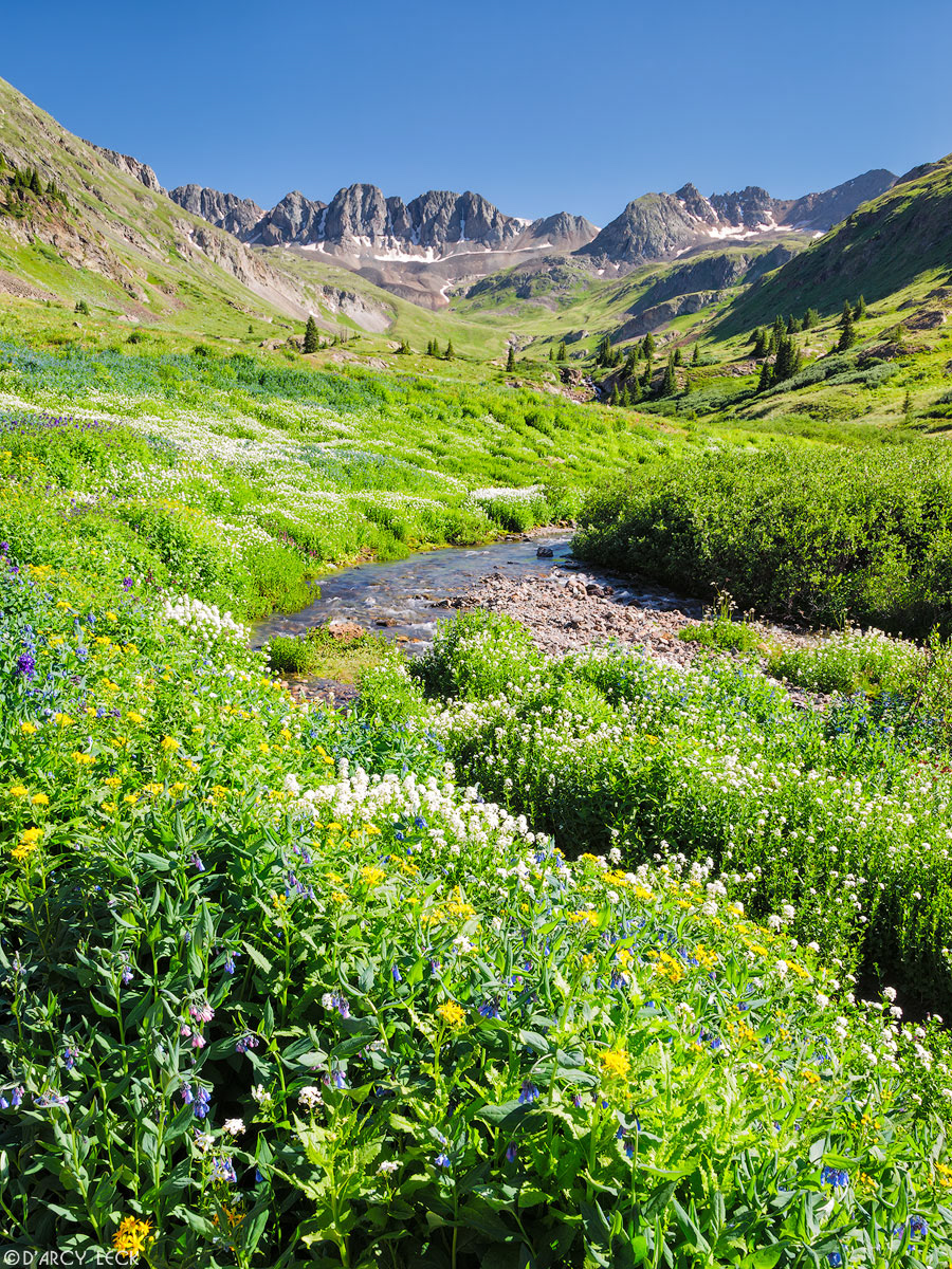 Mountain Blue Bells, Yarrow,Triangular Leaf Senecio and other alpine wildflowers line stream in American Basin in July, Colorado