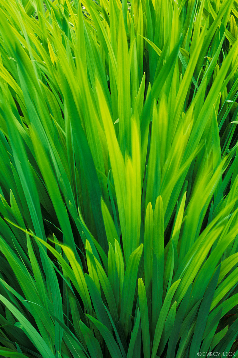 Green reeds in motion