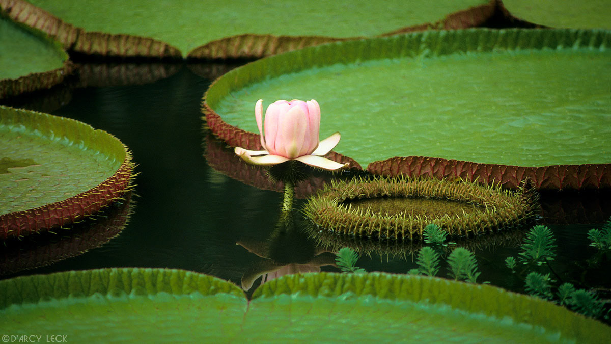 Giant Water Lily pads and blossom, Oahu, Hawaii