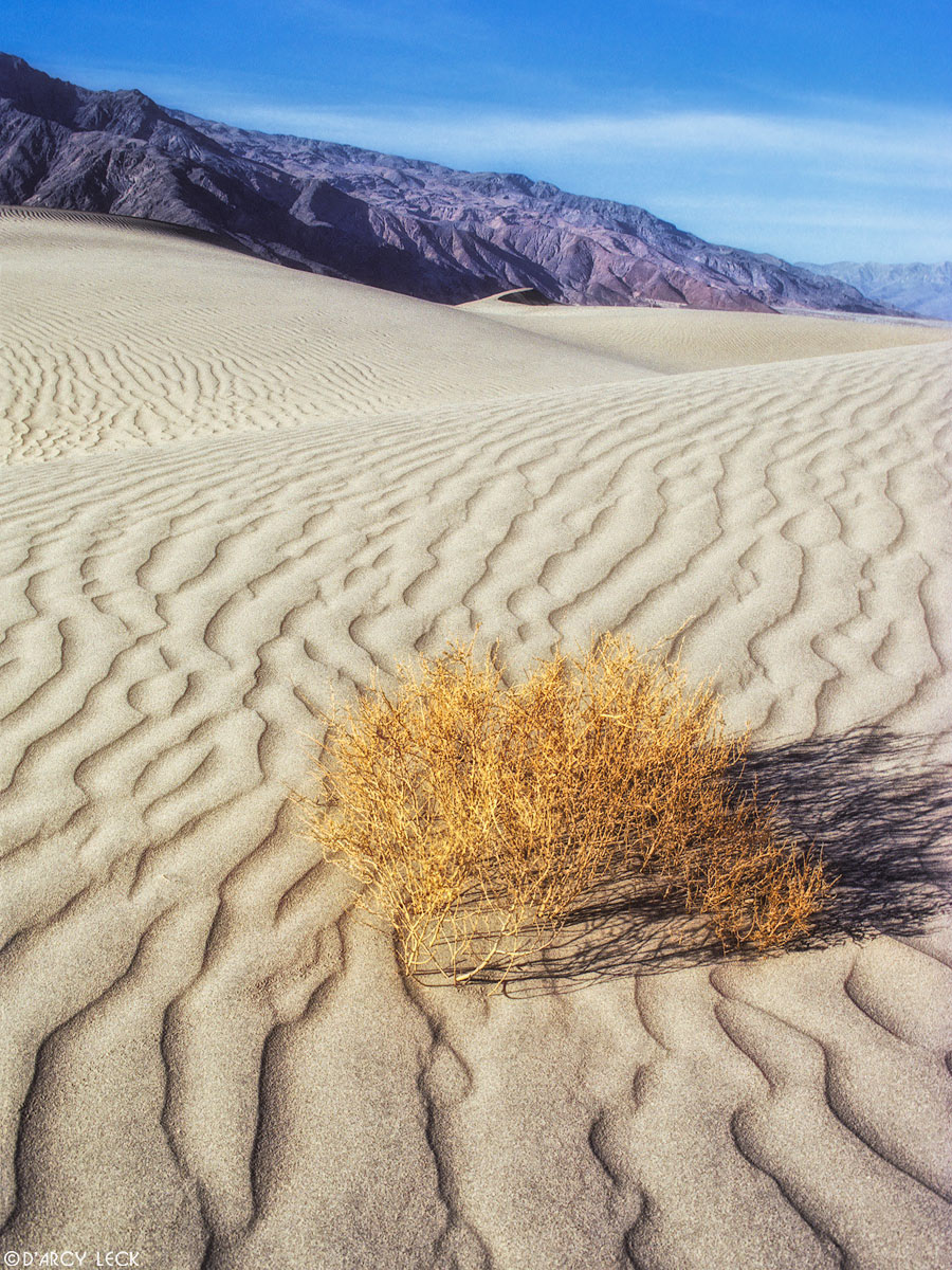 Dried tumbleweed among sand dunes in Death Valley National Park, California