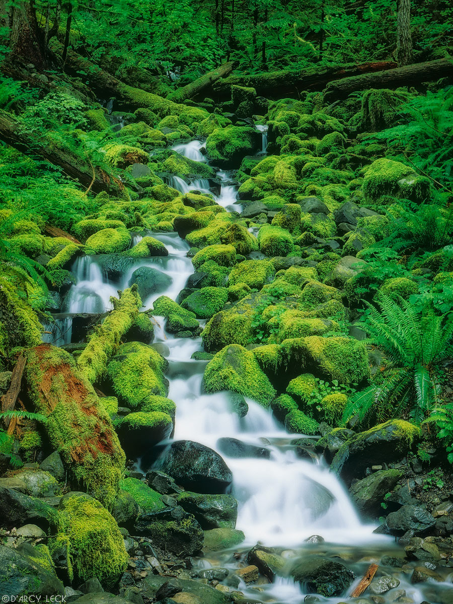 Water tumbling over mossy rocks on its way to Soleduck River, Washington