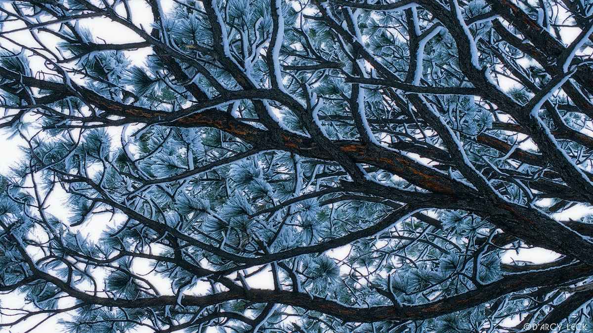 Ponderosa Pine branches covered with new snow, New Mexico