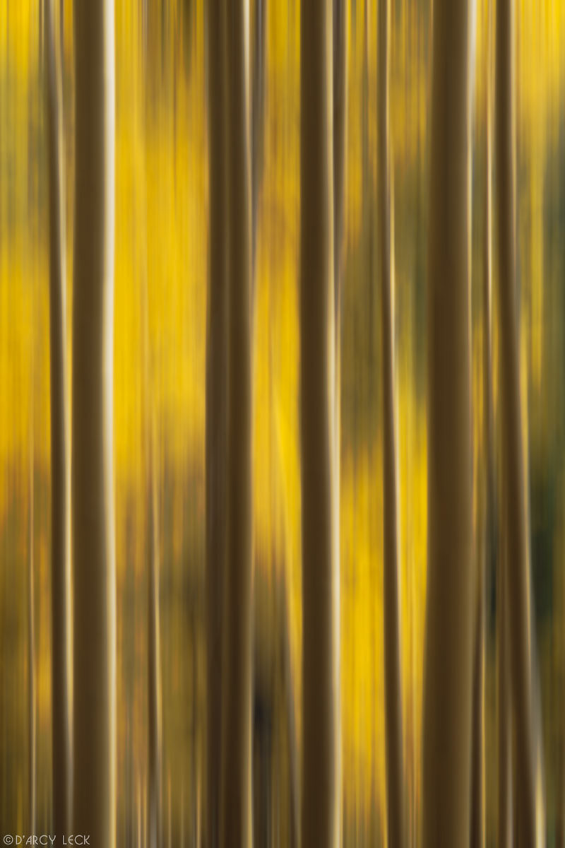 Blurred aspen trees in autumn yellow colors, Santa Fe National Forest, New Mexico