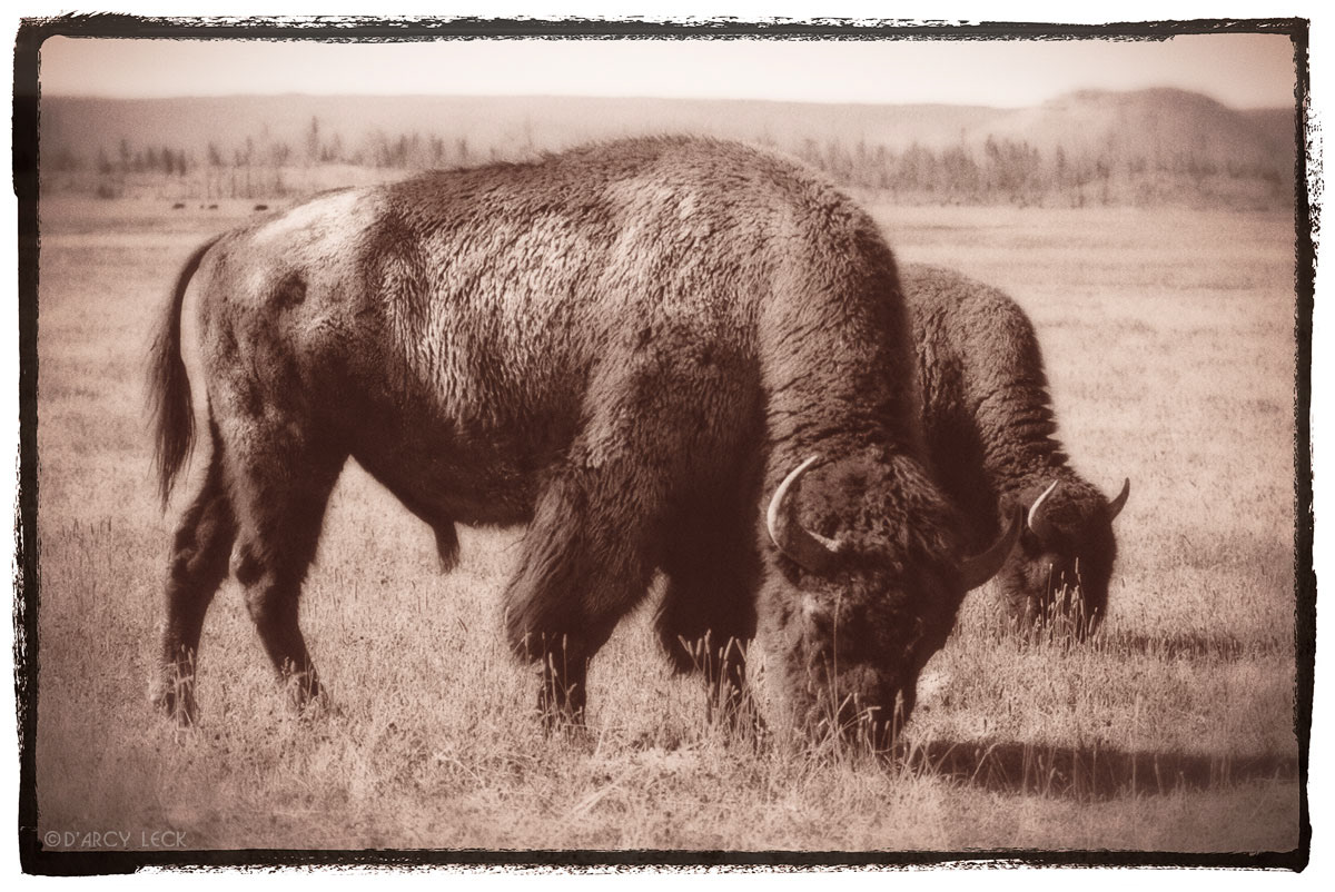 Buffalo grazing in field in Yellowstone National Park, Wyoming