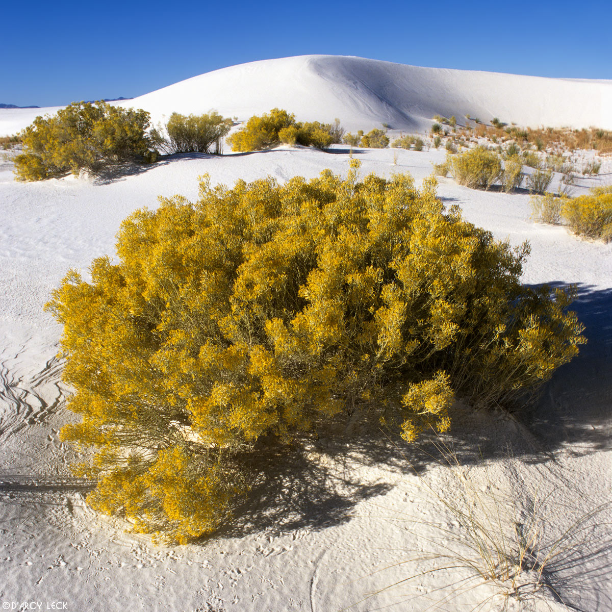 Chamisa (Rabbit Brush) in autumn colors stands among white gypsum dunes in White Sands National Monument, New Mexico, USA