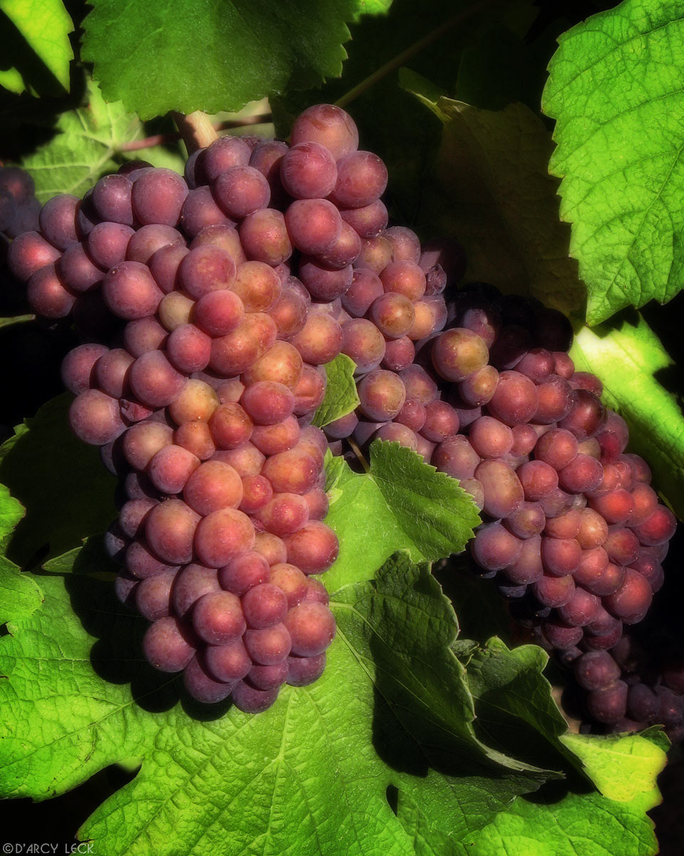 Red grapes on vine nearing harvest time in vineyard near Osoyoos, British Columbia, Canada
