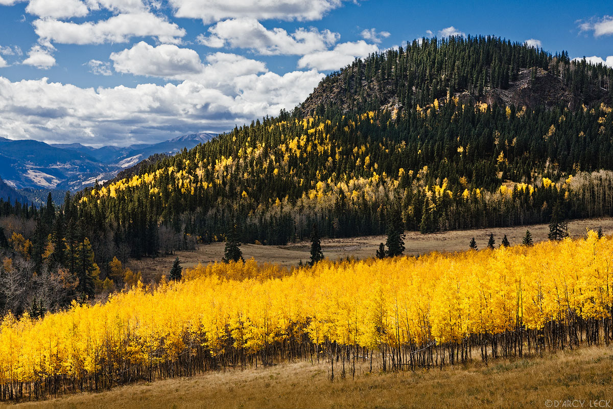 Grove of aspen trees with autumn foliage stand in Mill Park above Wagon Wheel Gap in the Rio Grande National Forest, Colorado
